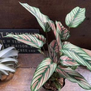 ホワイトスター カラテア 美しい 観葉植物 イ...の詳細画像2