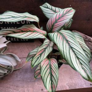 ホワイトスター カラテア 美しい 観葉植物 イ...の詳細画像3