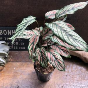 ホワイトスター カラテア 美しい 観葉植物 イ...の詳細画像3