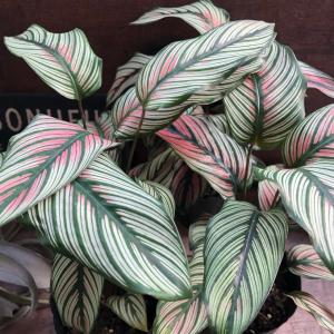 ホワイトスター カラテア 美しい 観葉植物 イ...の詳細画像4