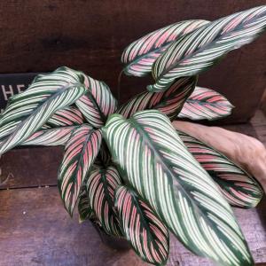 ホワイトスター カラテア 美しい 観葉植物 イ...の詳細画像4
