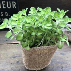 ハーブ アロマティカス 9cmポット 苗 多肉 観葉植物 寄せ植え1株