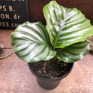ムサイカ カラテア 7号 幾何学模様 観葉植物 インテリア : パリ
