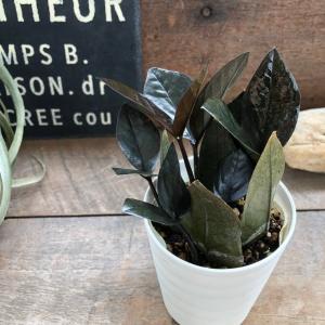 ザミオクルカス レイヴン 2.5号 超希少 黒い観葉植物