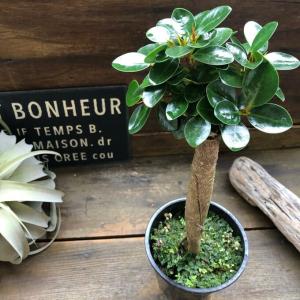 パンダガジュマル 10号 希少種 観葉植物 鉢植え 販売 苗 苗木 送料無料