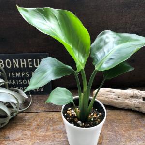 ムサイカ カラテア 7号 幾何学模様 観葉植物 インテリア : パリ