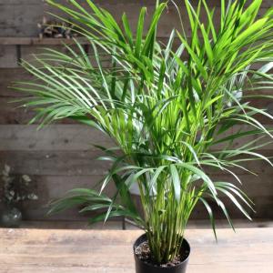 ITANSE 観葉植物 クワズイモ 5〜6号ポット 1個売り 人気 おしゃれ
