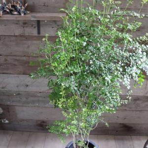 おしゃれ 観葉植物：オリーブの木 マンザニロ 7号*現品4 SOUJU 創樹