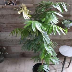 ワンダエ ドワーフ アンド カーリング P.wandae 'Dwarf & Curling' TC