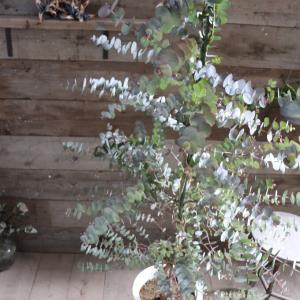 ユーカリ・シネレア/シルバードラー・ツリー（銀丸葉） 7号 茶鉢 : 花