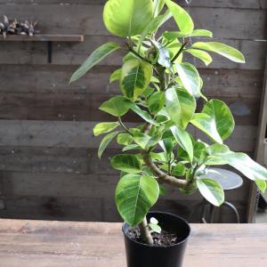 カシワバゴムの木 10号（柏ゴム） フィカス・リラータ 観葉植物 鉢植え