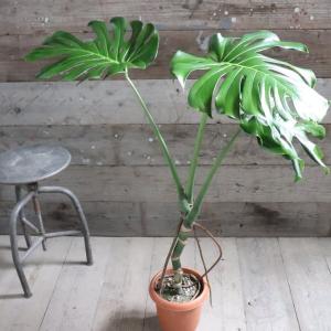 観葉植物 大型 モンステラ・デリシオーサ（根上がり仕立て） / 7寸・約