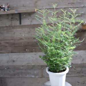 希少 ペッパースポット ペペロミア 観葉植物 : パリジェンヌ - 通販