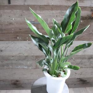 観葉植物：ストレリチア ユンケア ノンリーフ *ノーリーフ プラポット