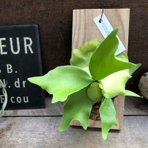 板付き コウモリラン苔玉 観葉植物 吊り下げの商品画像