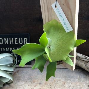 板付き コウモリラン苔玉 観葉植物 吊り下げの詳細画像1