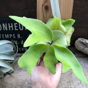 板付き コウモリラン苔玉 観葉植物 吊り下げの詳細画像3