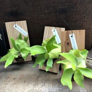 板付き コウモリラン苔玉 観葉植物 吊り下げの詳細画像4
