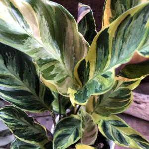 エンペラー 希少 カラテア 観葉植物 自然の模様の詳細画像4