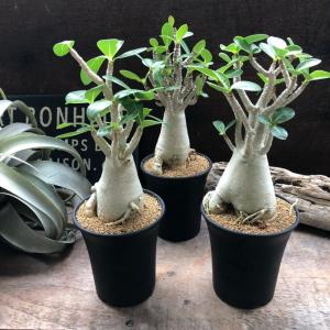 アラビカム 3.5号 塊根植物 アデニウム 多...の詳細画像4