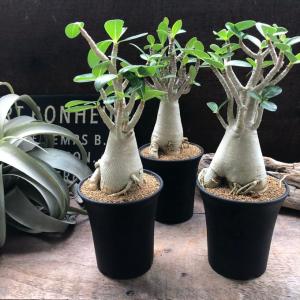 アラビカム 3.5号 塊根植物 アデニウム 多...の詳細画像5