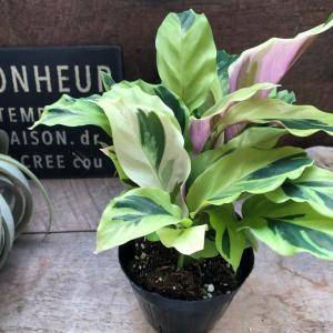 観葉植物：フィカス ベンジャミン レジナルド*プラポット : 遊恵盆栽