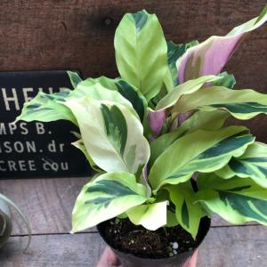 超希少 タイビューティ カラテア 観葉植物の詳細画像3