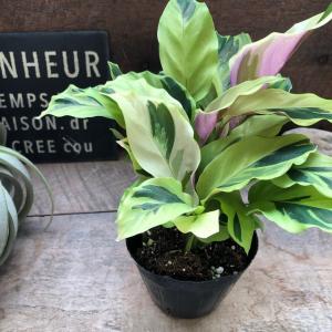 超希少 タイビューティ カラテア 観葉植物の詳細画像4