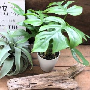 姫モンステラ 立派 インテリア 観葉植物 ガー...の詳細画像2