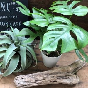 姫モンステラ 立派 インテリア 観葉植物 ガー...の詳細画像3