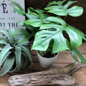 姫モンステラ 立派 インテリア 観葉植物 ガー...の詳細画像4