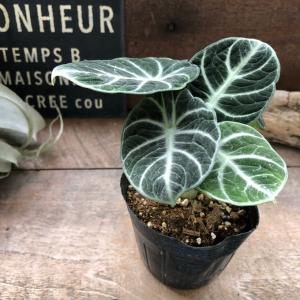 アロカシア アマゾニカ ミント バリエガータ 斑入り Alocasia x