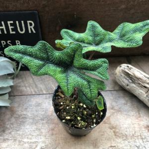 ジャックリン アロカシア ジャクリン 観葉植物...の詳細画像1