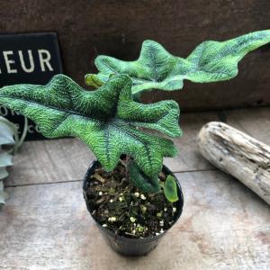 ジャックリン アロカシア ジャクリン 観葉植物...の詳細画像3