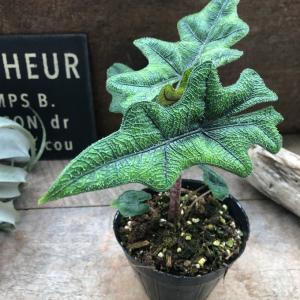ジャックリン アロカシア ジャクリン 観葉植物...の詳細画像5