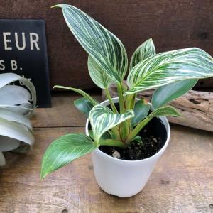 バーキン 希少 フィロデンドロン 観葉植物 斑入りの詳細画像4