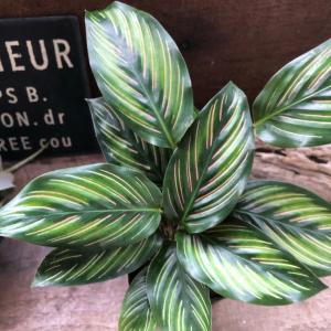 カラフルな美しい模様 ビューティースター カラテア 希少 インテリア