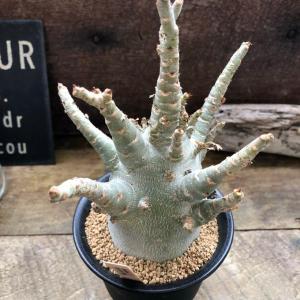 アデニウム アラビカム 塊根植物 蛸足 観葉植物の詳細画像4