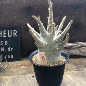 アデニウム アラビカム 塊根植物 蛸足 観葉植物の詳細画像5