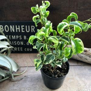 観葉植物：モンステラ エスケレート*5号 吊り鉢 Monstera