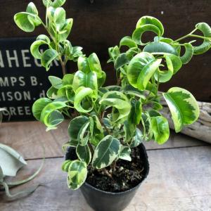 シタシオン ベンジャミン 斑入り 観葉植物 イ...の詳細画像1