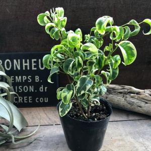 シタシオン ベンジャミン 斑入り 観葉植物 イ...の詳細画像2