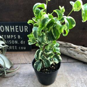 シタシオン ベンジャミン 斑入り 観葉植物 イ...の詳細画像3