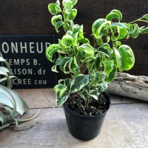 シタシオン ベンジャミン 斑入り 観葉植物 イ...の詳細画像4