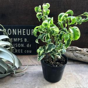 シタシオン ベンジャミン 斑入り 観葉植物 イ...の詳細画像5