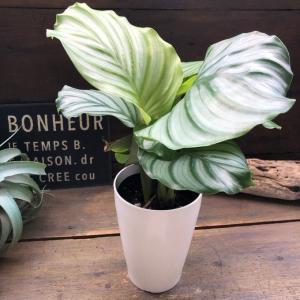 4号 オルビフォリア カラテア 風水 観葉植物...の詳細画像1