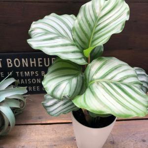 4号 オルビフォリア カラテア 風水 観葉植物...の詳細画像2