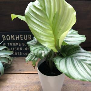 4号 オルビフォリア カラテア 風水 観葉植物...の詳細画像3