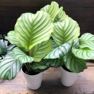 4号 オルビフォリア カラテア 風水 観葉植物...の詳細画像4