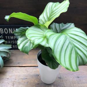 4号 オルビフォリア カラテア 風水 観葉植物...の詳細画像5